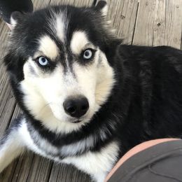Yanna - Siberian Husky