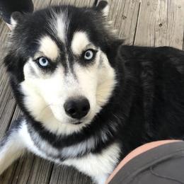 Yanna - Siberian Husky