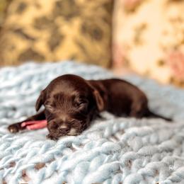 Pink Collar - Lady Penelope - Chocolate female Australian Labradoodle puppy in Decatur, Alabama from Southern Meadows Doodles