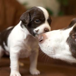Brittanys from Aviary Kennels