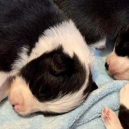 Belgian Malinois, Border Collie, and German Shepherd Puppies from Fairlane Kennels