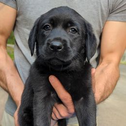 Lily (gray collar) - Black Labrador Retriever puppy in Lithonia, Georgia from Marmolejos Labs