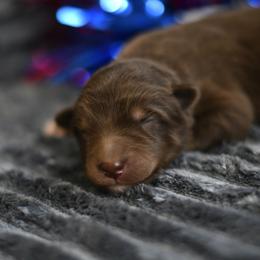 Roman - Red and white male Alaskan Malamute puppy in Kingston, Tennessee from North Shore Alaskan Malamutes