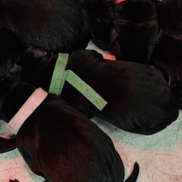 Green Collar - Male - Black male Labrador Retriever puppy in Boyd, Minnesota from Lindley Labradors