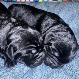 Cane Corso puppies from Royal Class Kennels