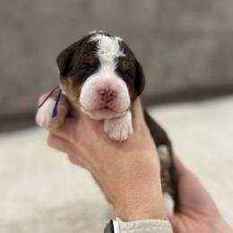 Purple Girl - Tri-color female Bernedoodle puppy in Lacey’s Spring, Alabama from Daisy's Doodles