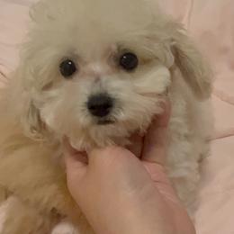 Vanilla - Cream female Poodle puppy in Chino, California from TT Poodles