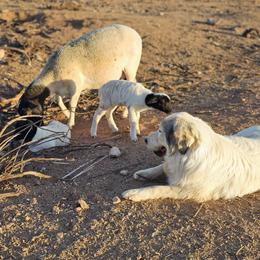 Great Pyrenees puppies from WeVolution Off-Grid