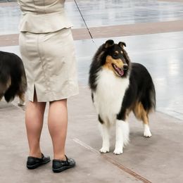 Collie All Grown Up from Sheranda Collies