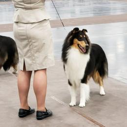 Collie All Grown Up from Sheranda Collies