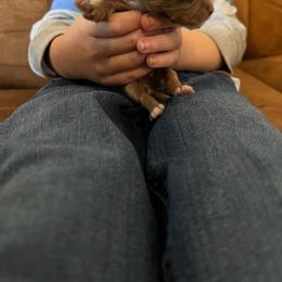 Chihuahua Puppies from Hawk's Eye Homestead