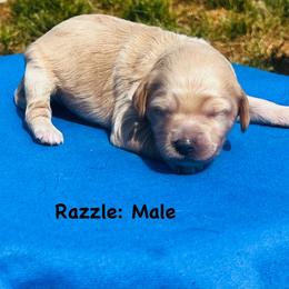 Razzle - Apricot male Goldendoodle puppy in Baldwin, Georgia from Simmons F1b Goldendoodles