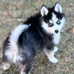 Monarch Meatball - Black and white male Pomsky puppy in Greeley, Colorado from Monarch Pomskies | Northern Colorado