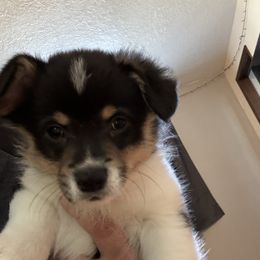 Stormie, Dark blue collar - Black and tan male Pembroke Welsh Corgi puppy in Gresham, Oregon from Simply loved corgis