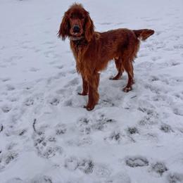 Irish Setter All Grown Up from Sunset Acres Setters