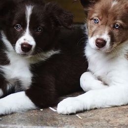 Border Collie All Grown Up from Buck Branch Border Collies