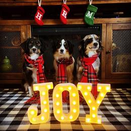 Aussiedoodles, Miniature Australian Shepherds, and Toy Australian Shepherds from Sapphire Stables