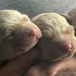 Labrador Retriever Puppies from BEL Labradors