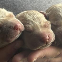 Labrador Retriever Puppies from BEL Labradors