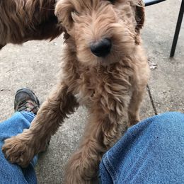 Labradoodle Puppies from Blackberry Hill Doodles