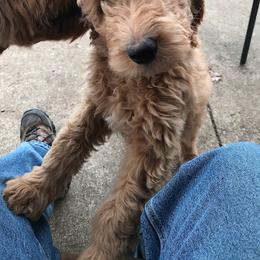 Labradoodle Puppies from Blackberry Hill Doodles