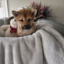 Shiba Inu Puppies from Shiba Shenanigans