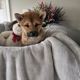 Shiba Inu Puppies from Shiba Shenanigans