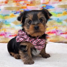 Boomer - Blue and gold male Yorkshire Terrier puppy in Monticello, Iowa from Ashley’s Puppies