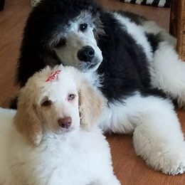 Goldendoodles and Poodles from Prancing poods and doods