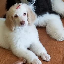Goldendoodles and Poodles from Prancing poods and doods