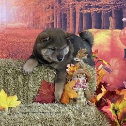 Storm - Sesame female Shiba Inu puppy in Newberry, Michigan from Day Dream Akita & Shiba Inu