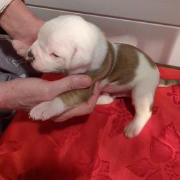 Boy 3 - White and tan male American Bulldog puppy in La Porte, Indiana from Slayton's American Bulldogs