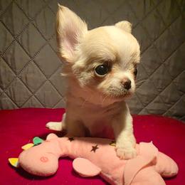 Biscotti - Cream and white male Chihuahua puppy in Jacksonville, Florida from Precious Paws of Florida - Chihuahuas