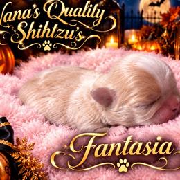 Fantasia - Cream and white female Shih Tzu puppy in Sacramento, California from NANA’S  QUALITY SHIH TZU'S