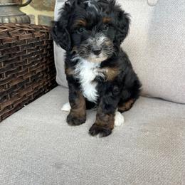 Asher - Tri-color male Bernedoodle puppy in Holtwood, Pennsylvania from Country Ridge Puppies