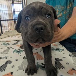 Baby girl - Gray female Cane Corso puppy in Los Lunas, New Mexico from Top Gun Kennels NM