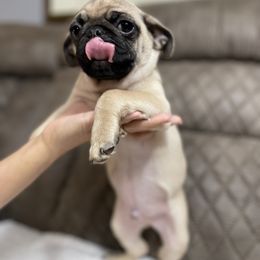 Pug Puppies from PugsncuddlesTN