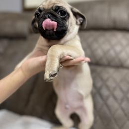 Pug Puppies from PugsncuddlesTN