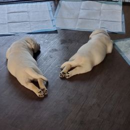 Labrador Retriever Puppies from Texas Finest English Labradors