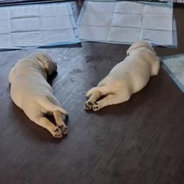Labrador Retriever Puppies from Texas Finest English Labradors