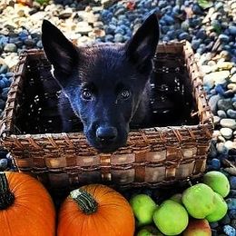 German Shepherd Puppies from Rose Valley German Shepherds