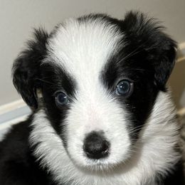 Australian Shepherds from Music City Aussies
