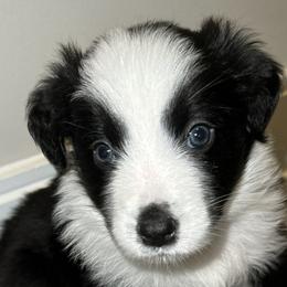 Australian Shepherds from Music City Aussies