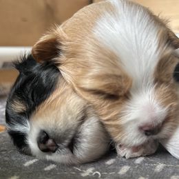 Havanese from Harbor Of Hope Havanese
