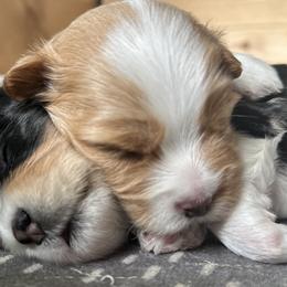Havanese from Harbor Of Hope Havanese