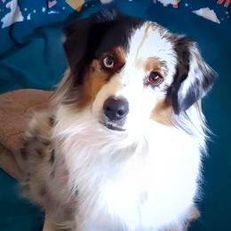 Moxxie - Miniature American Shepherd