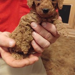 Poodle Puppies from Grace Colt Farms