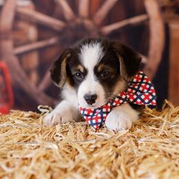 Pembroke Welsh Corgi Puppies from Big Sky Corgis