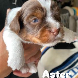 Yorkshire Terrier Puppies from Lala & Co.