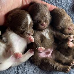 Pomeranian Puppies from Uniquepombabies